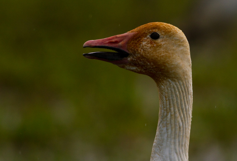 Snow Goose